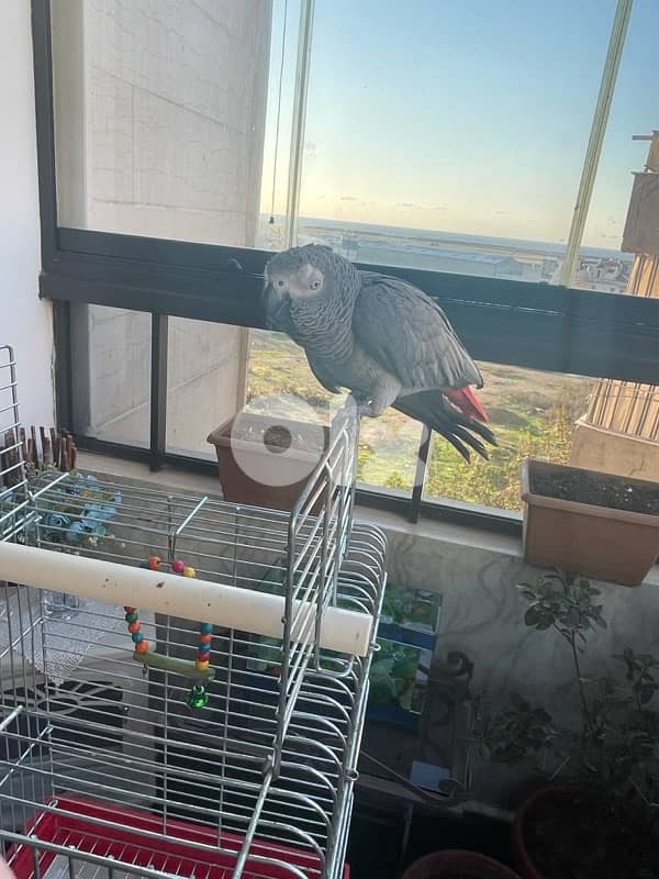 بيغاء كاسكو جامبو 3