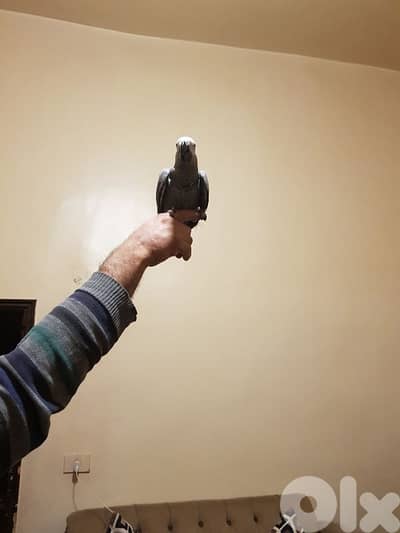 فرخ بغبغاء عمره سته اشهر اول اكله حبه ابو جامبو