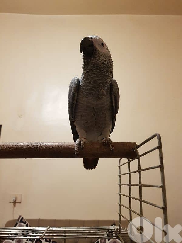 فرخ بغبغاء عمره سته اشهر اول اكله حبه ابو جامبو 1