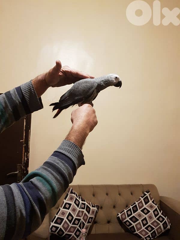 فرخ بغبغاء عمره سته اشهر اول اكله حبه ابو جامبو 2