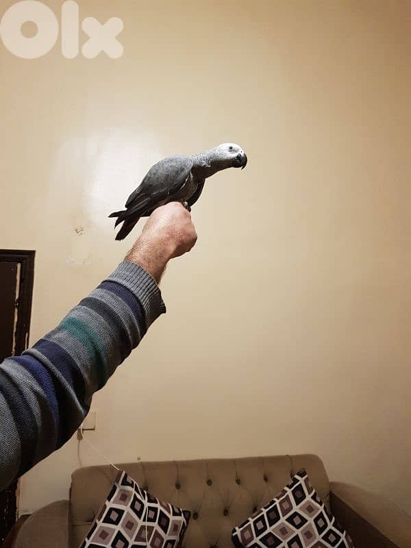 فرخ بغبغاء عمره سته اشهر اول اكله حبه ابو جامبو 3