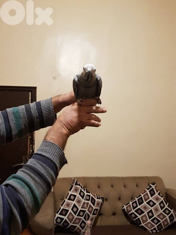 فرخ بغبغاء عمره سته اشهر اول اكله حبه ابو جامبو 4