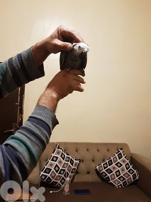 فرخ بغبغاء عمره سته اشهر اول اكله حبه ابو جامبو 5