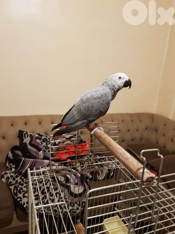 فرخ بغبغاء عمره سته اشهر اول اكله حبه ابو جامبو 7