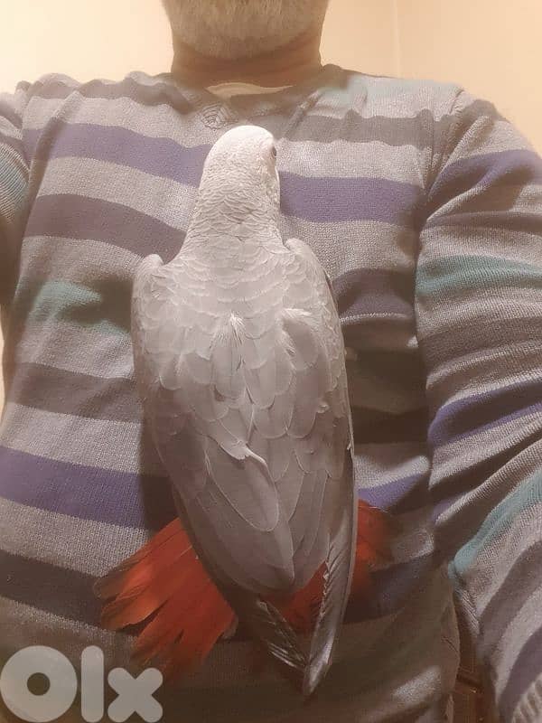 فرخ بغبغاء عمره سته اشهر اول اكله حبه ابو جامبو 8