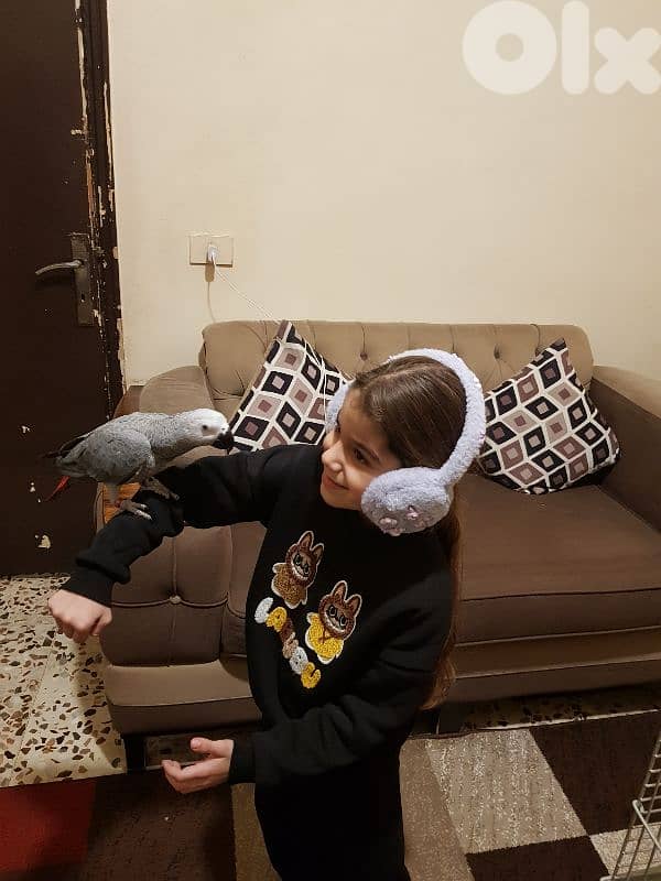 فرخ بغبغاء عمره سته اشهر اول اكله حبه ابو جامبو 9