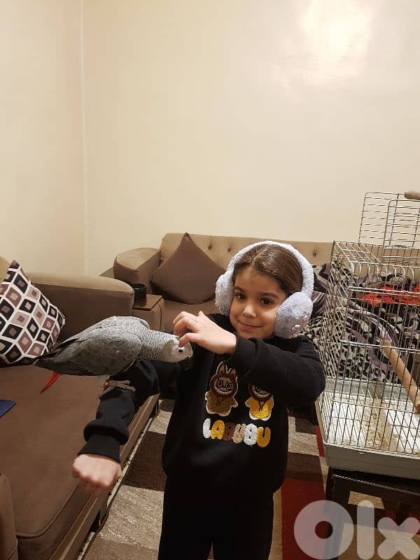 فرخ بغبغاء عمره سته اشهر اول اكله حبه ابو جامبو 10