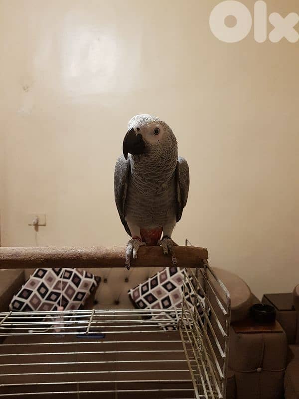 فرخ بغبغاء عمره سته اشهر اول اكله حبه ابو جامبو 11