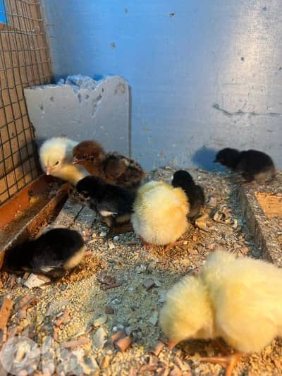 صيصان سوسكس عمر اسبوع وبلدي عمر ٢٥ يوم