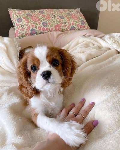 Charming Cavalier King Charles Puppies Available In Store & Delivery!!