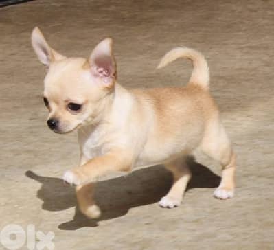 Tiny Chihuahua Puppies/ Available In Store/Delivery/High Quality/Dog
