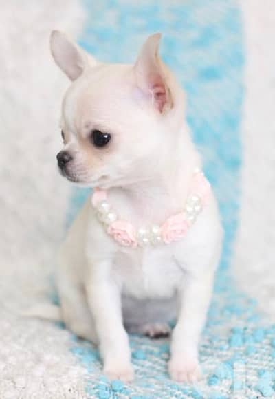 Beautifull Chihuahua Puppies/AvailableInStore/Delivery/Dog/HighQuality