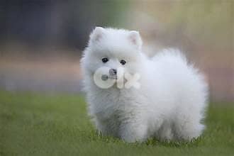 Loulou Spitz Puppies /Available In Store & Delivery /Dog/Pure Breed