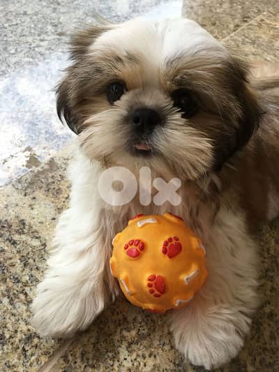 Charming Shihtzu Puppy/AvailableInStore/Delivery/Dog/Pure/HighQuality