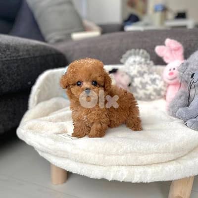 Teacup Poodles Puppies – Imported|Premium Quality|Available In Store