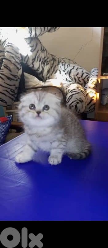 silver chanchilla 03020392 1