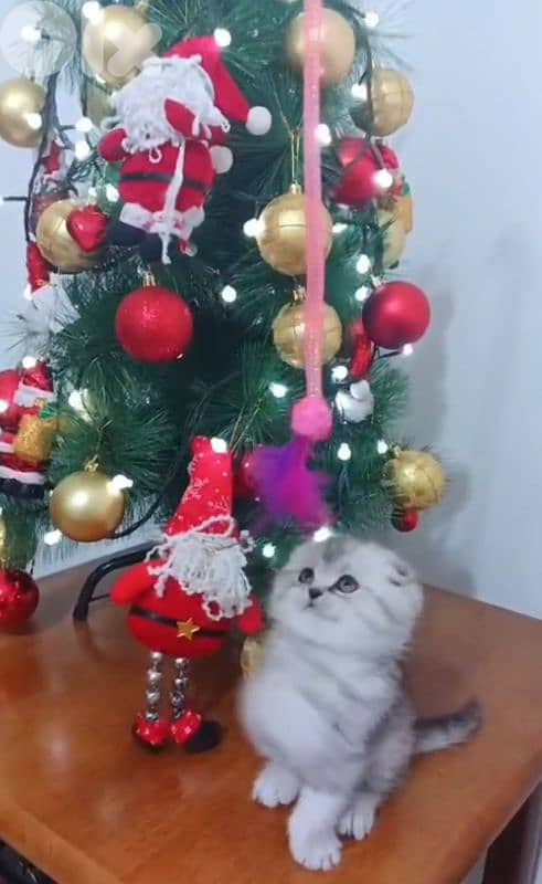 silver chanchilla 03020392 2