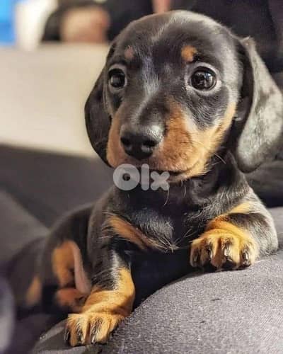 Dashchund Black & Tan Puppies |Available In Store| Delivery | Imported