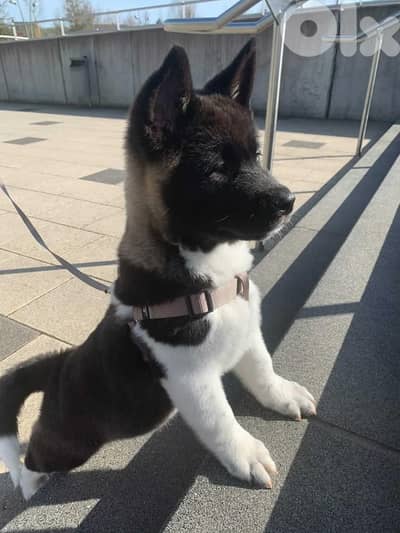 American Akita Puppies Available In Store | Delivery | Imported | Dogs