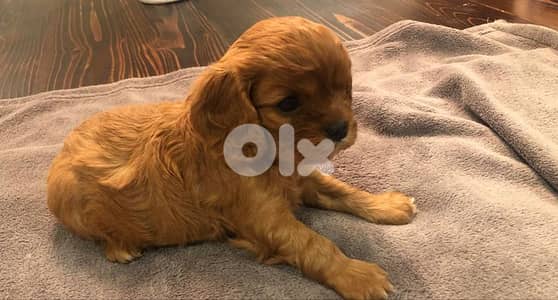 American Cocker Spaniel Beauty |Puppies|Available In Store | Delivery