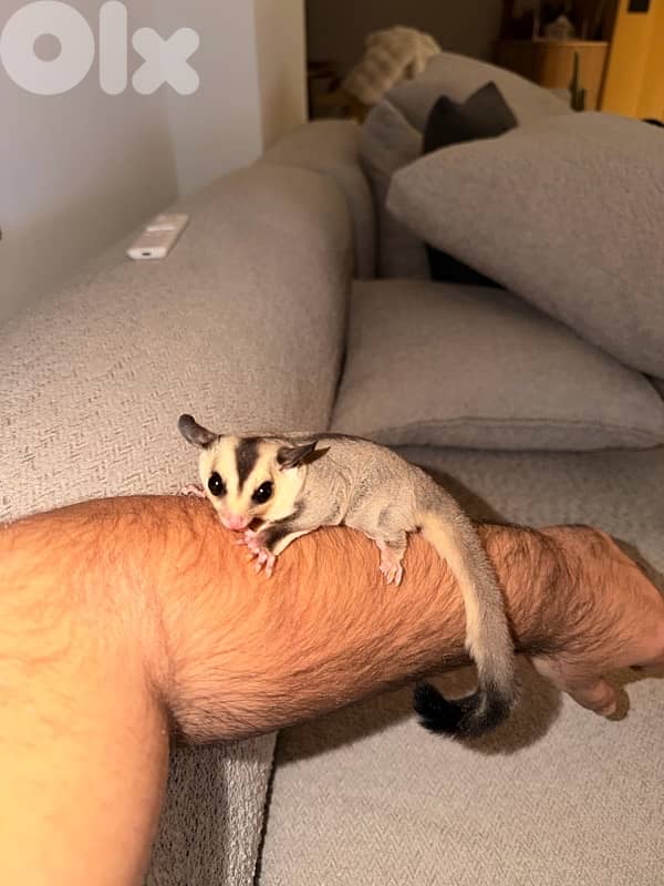 Two sugar gliders 2