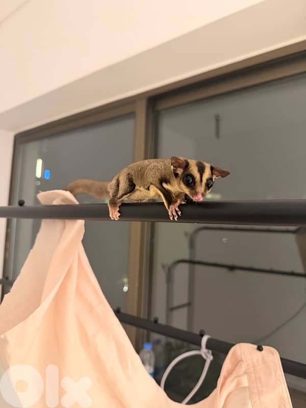 Two sugar gliders 3