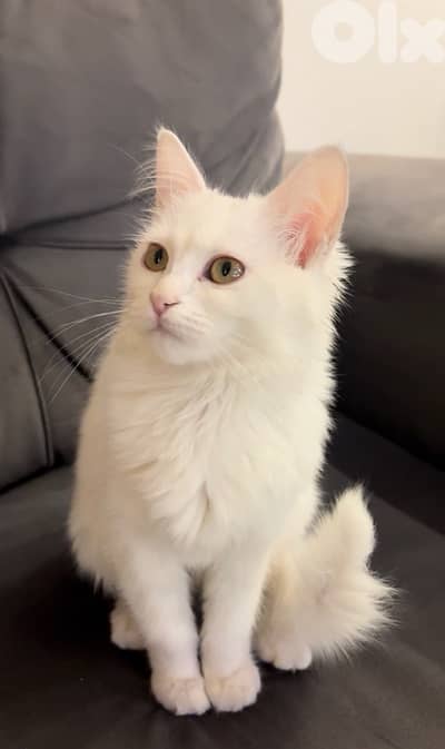 White Longhair Kitten – 5 Months Old