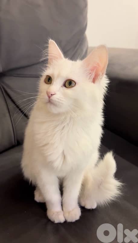 White Longhair Kitten – 5 Months Old 1