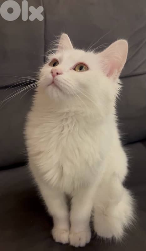 White Longhair Kitten – 5 Months Old 2