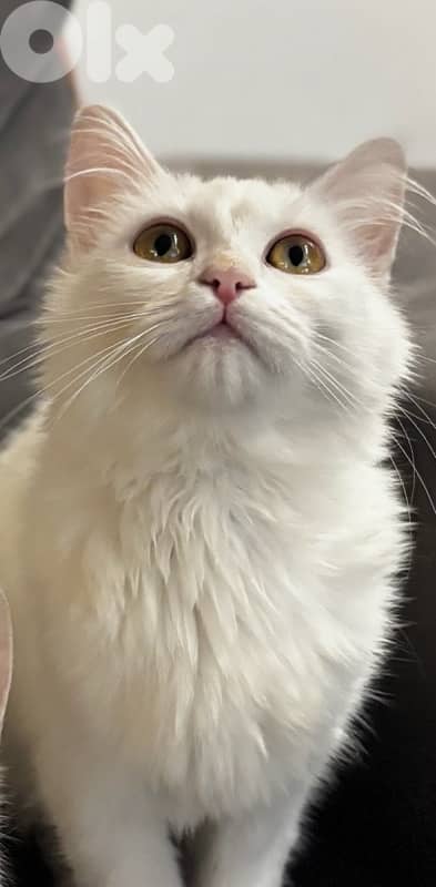 White Longhair Kitten – 5 Months Old 3