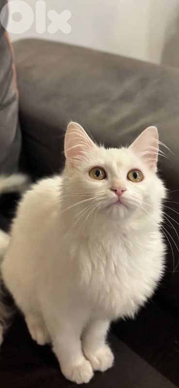 White Longhair Kitten – 5 Months Old 4
