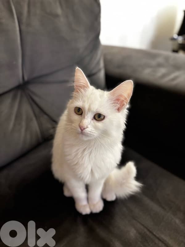 White Longhair Kitten – 5 Months Old 5