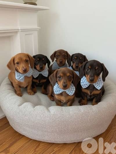 Beautifull Dachshund Puppies Available In Store & Delivery !!