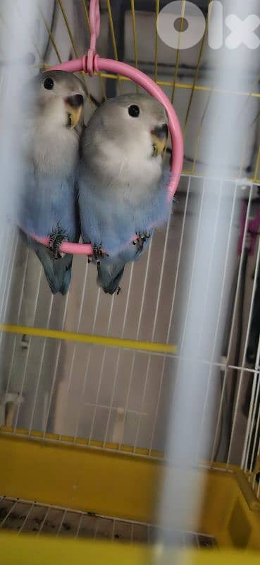 Rose bird 1 available