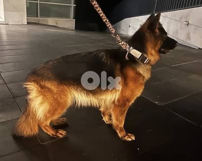 Imported German shepherd female