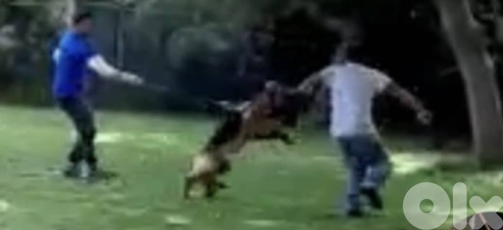 Imported German shepherd female 1