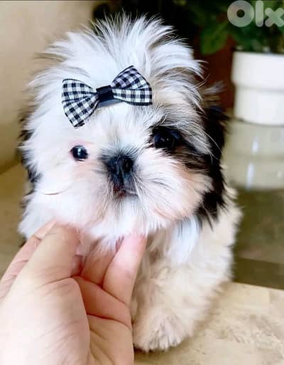 A Very Special & Unique Shih Tzu Puppy in store| Delivery/ dog كلاب