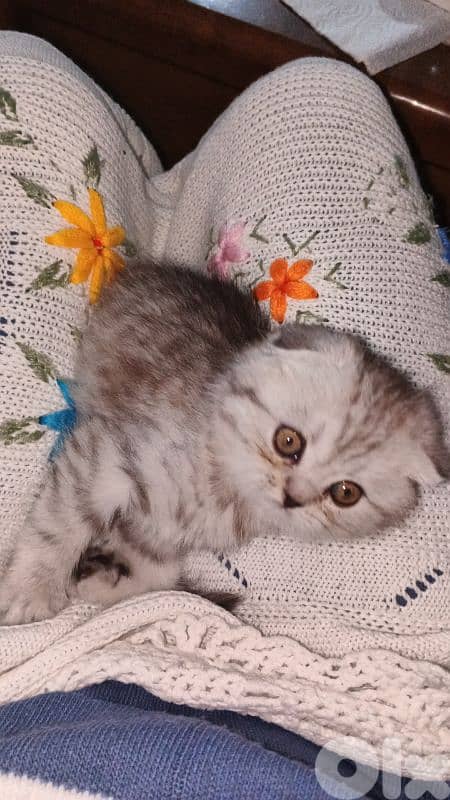 silver chanchilla 03020392 3