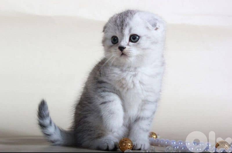 silver chanchilla 03020392 4