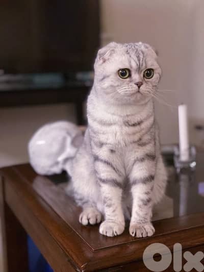 scottish female silver 70485808