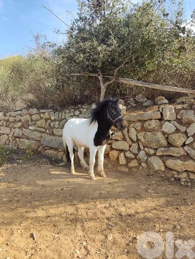 سيسي مكسيكي الاصلى