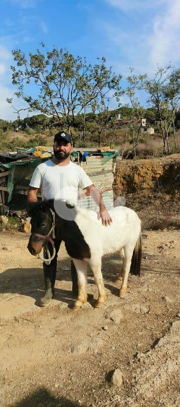 سيسي مكسيكي الاصلى 1