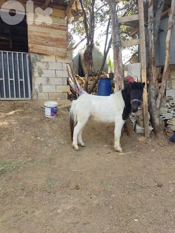 سيسي مكسيكي الاصلى 2