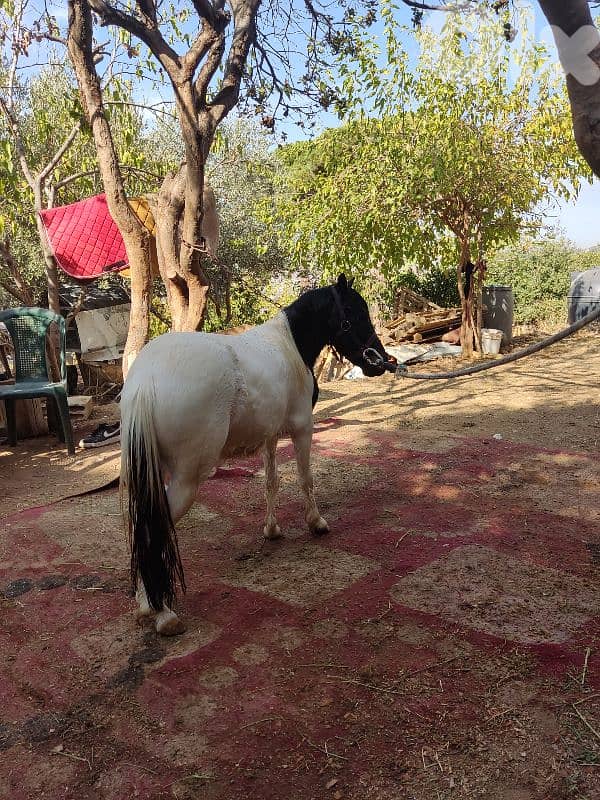 سيسي مكسيكي الاصلى 3