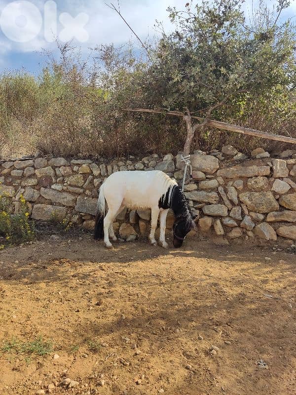 سيسي مكسيكي الاصلى 4