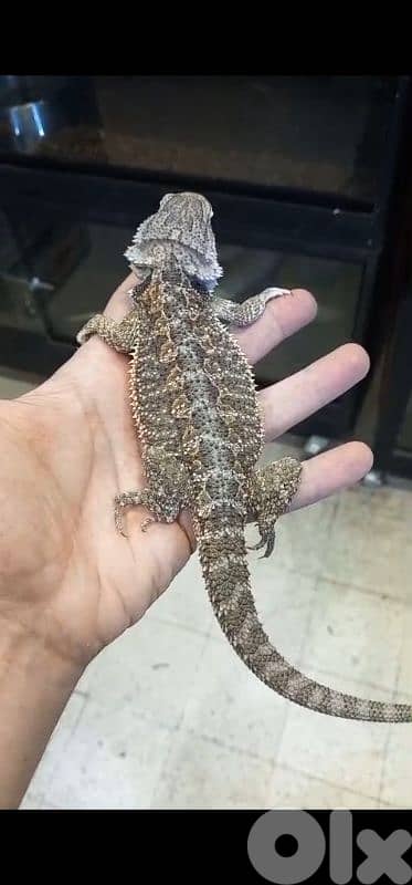 شارع الموسوي