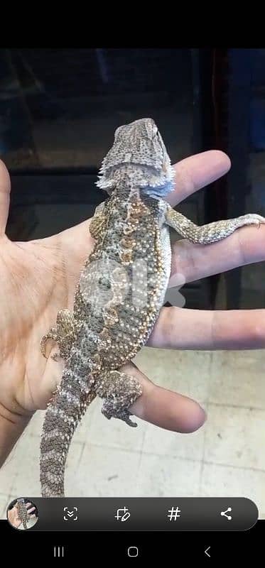 شارع الموسوي 1