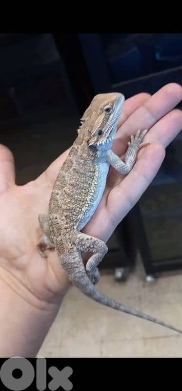 شارع الموسوي 2