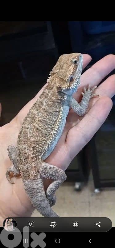 شارع الموسوي 3