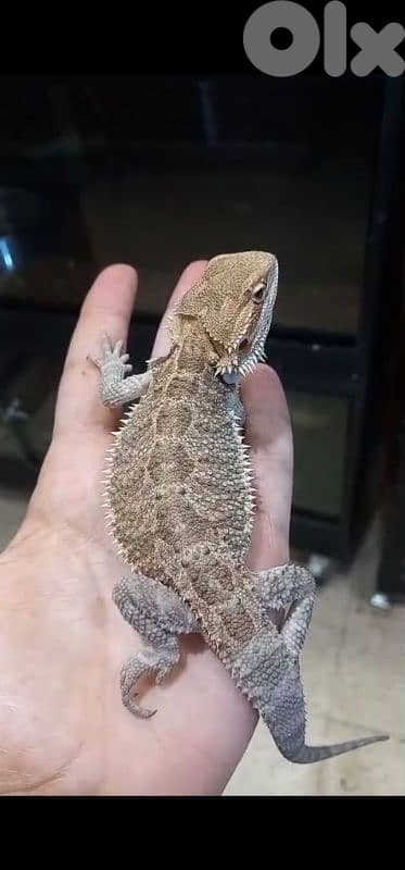 شارع الموسوي 4